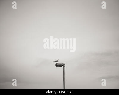 Möwe, die Landung auf einem Laternenpfahl sitzen / Straßenlaterne in schwarz / weiß Stockfoto