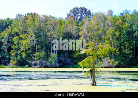 Sumpflandschaft in der Nähe von Magnolia Plantation und Gärten, Charleston, SC Stockfoto