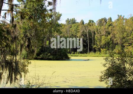 Sumpflandschaft in der Nähe von Magnolia Plantation und Gärten, Charleston, SC Stockfoto