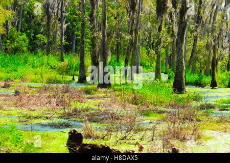 Sumpflandschaft in der Nähe von Magnolia Plantation und Gärten, Charleston, SC Stockfoto