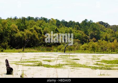 Sumpflandschaft in der Nähe von Magnolia Plantation und Gärten, Charleston, SC Stockfoto