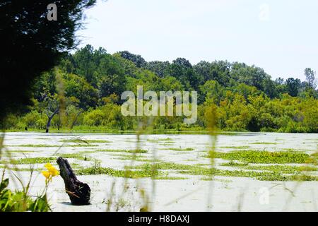 Sumpflandschaft in der Nähe von Magnolia Plantation und Gärten, Charleston, SC Stockfoto