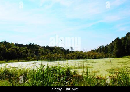 Sumpflandschaft in der Nähe von Magnolia Plantation und Gärten, Charleston, SC Stockfoto