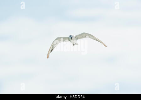 Seeschwalbe auf sky Stockfoto