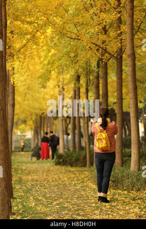 Zhengzhou, Zhengzhou, China. 10. November 2016. Zhengzhou, CHINA-10. November 2016: (nur zur redaktionellen Verwendung. CHINA HERAUS). Ginkgo-Bäume im Park Wenbo in Zhengzhou, Hauptstadt der Provinz Zentral-China Henan, 10. November 2016. Der Boden ist mit gelben Ginkgo-Blättern im Wenbo Park, zieht viele Besucher bedeckt. © SIPA Asien/ZUMA Draht/Alamy Live-Nachrichten Stockfoto