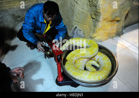 Qingdao, Qingdao, China. 10. November 2016.  Die Tierpfleger wiegt die burmesischen Python bei Qingdao Wald Wildlife World in Qingdao, der ostchinesischen Provinz Shandong, 10. November 2016. Die burmesischen Python ist ca. 42 kg Gewicht. Burmesische Python, auch bekannt als Python Bivittatus, gehört zu den fünf größten Arten von Schlangen in der Welt. Es stammt aus einer großen Variation von Tropic und subtropischer Gebiete Süd-und Südost-Asien. Inder verehren oft es als Gott. © SIPA Asien/ZUMA Draht/Alamy Live-Nachrichten Stockfoto