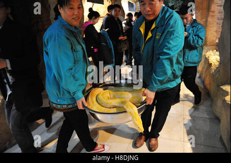 Qingdao, Qingdao, China. 10. November 2016.  Zwei Tierpfleger tragen die burmesischen Python in Qingdao Wald Wildlife World in Qingdao, der ostchinesischen Provinz Shandong, 10. November 2016. Die burmesischen Python ist ca. 42 kg Gewicht. Burmesische Python, auch bekannt als Python Bivittatus, gehört zu den fünf größten Arten von Schlangen in der Welt. Es stammt aus einer großen Variation von Tropic und subtropischer Gebiete Süd-und Südost-Asien. Inder verehren oft es als Gott. © SIPA Asien/ZUMA Draht/Alamy Live-Nachrichten Stockfoto