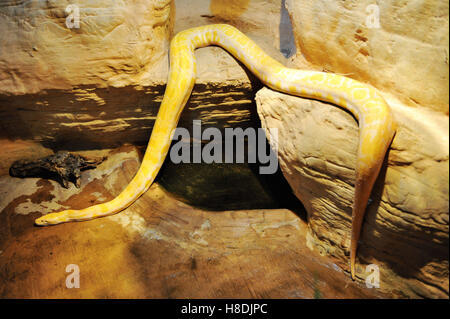 Qingdao, Qingdao, China. 10. November 2016.  Die burmesischen Python in Qingdao Wald Wildlife World in Qingdao, der ostchinesischen Provinz Shandong, 10. November 2016. Die burmesischen Python ist ca. 42 kg Gewicht. Burmesische Python, auch bekannt als Python Bivittatus, gehört zu den fünf größten Arten von Schlangen in der Welt. Es stammt aus einer großen Variation von Tropic und subtropischer Gebiete Süd-und Südost-Asien. Inder verehren oft es als Gott. © SIPA Asien/ZUMA Draht/Alamy Live-Nachrichten Stockfoto