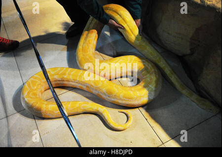 Qingdao, Qingdao, China. 10. November 2016.  Die burmesischen Python in Qingdao Wald Wildlife World in Qingdao, der ostchinesischen Provinz Shandong, 10. November 2016. Die burmesischen Python ist ca. 42 kg Gewicht. Burmesische Python, auch bekannt als Python Bivittatus, gehört zu den fünf größten Arten von Schlangen in der Welt. Es stammt aus einer großen Variation von Tropic und subtropischer Gebiete Süd-und Südost-Asien. Inder verehren oft es als Gott. © SIPA Asien/ZUMA Draht/Alamy Live-Nachrichten Stockfoto