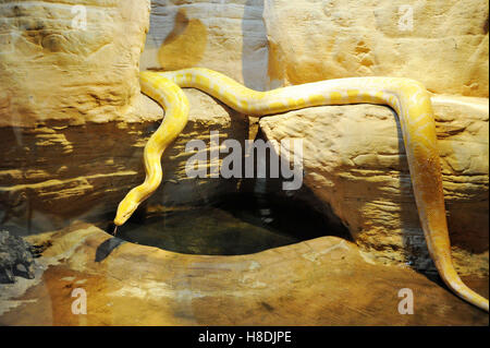 Qingdao, Qingdao, China. 10. November 2016.  Die burmesischen Python in Qingdao Wald Wildlife World in Qingdao, der ostchinesischen Provinz Shandong, 10. November 2016. Die burmesischen Python ist ca. 42 kg Gewicht. Burmesische Python, auch bekannt als Python Bivittatus, gehört zu den fünf größten Arten von Schlangen in der Welt. Es stammt aus einer großen Variation von Tropic und subtropischer Gebiete Süd-und Südost-Asien. Inder verehren oft es als Gott. © SIPA Asien/ZUMA Draht/Alamy Live-Nachrichten Stockfoto