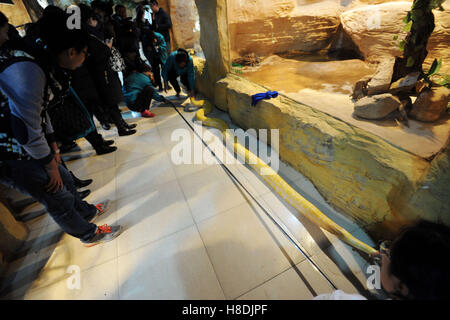 Qingdao, Qingdao, China. 10. November 2016.  Die Tierhalter berechnet die Länge der burmesischen Python in Qingdao Wald Wildlife World in Qingdao, der ostchinesischen Provinz Shandong, 10. November 2016. Die burmesischen Python ist ca. 42 kg Gewicht. Burmesische Python, auch bekannt als Python Bivittatus, gehört zu den fünf größten Arten von Schlangen in der Welt. Es stammt aus einer großen Variation von Tropic und subtropischer Gebiete Süd-und Südost-Asien. Inder verehren oft es als Gott. (Kredit-Bild: © SIPA Asien über ZUMA Wir Stockfoto