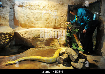 Qingdao, Qingdao, China. 10. November 2016.  Die burmesischen Python in Qingdao Wald Wildlife World in Qingdao, der ostchinesischen Provinz Shandong, 10. November 2016. Die burmesischen Python ist ca. 42 kg Gewicht. Burmesische Python, auch bekannt als Python Bivittatus, gehört zu den fünf größten Arten von Schlangen in der Welt. Es stammt aus einer großen Variation von Tropic und subtropischer Gebiete Süd-und Südost-Asien. Inder verehren oft es als Gott. © SIPA Asien/ZUMA Draht/Alamy Live-Nachrichten Stockfoto