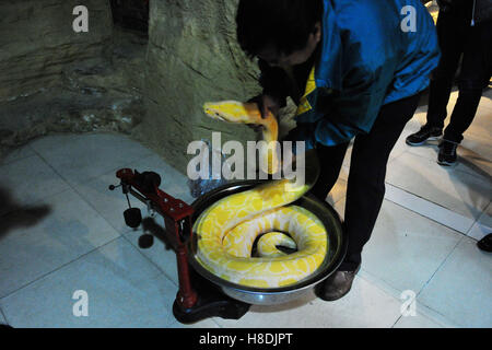 Qingdao, Qingdao, China. 10. November 2016.  Die Tierpfleger wiegt die burmesischen Python bei Qingdao Wald Wildlife World in Qingdao, der ostchinesischen Provinz Shandong, 10. November 2016. Die burmesischen Python ist ca. 42 kg Gewicht. Burmesische Python, auch bekannt als Python Bivittatus, gehört zu den fünf größten Arten von Schlangen in der Welt. Es stammt aus einer großen Variation von Tropic und subtropischer Gebiete Süd-und Südost-Asien. Inder verehren oft es als Gott. © SIPA Asien/ZUMA Draht/Alamy Live-Nachrichten Stockfoto