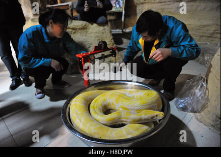 Qingdao, Qingdao, China. 10. November 2016.  Die Tierpfleger wiegt die burmesischen Python bei Qingdao Wald Wildlife World in Qingdao, der ostchinesischen Provinz Shandong, 10. November 2016. Die burmesischen Python ist ca. 42 kg Gewicht. Burmesische Python, auch bekannt als Python Bivittatus, gehört zu den fünf größten Arten von Schlangen in der Welt. Es stammt aus einer großen Variation von Tropic und subtropischer Gebiete Süd-und Südost-Asien. Inder verehren oft es als Gott. © SIPA Asien/ZUMA Draht/Alamy Live-Nachrichten Stockfoto
