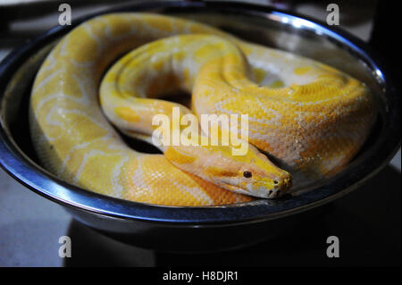 Qingdao, Qingdao, China. 10. November 2016.  Die Tierpfleger wiegt die burmesischen Python bei Qingdao Wald Wildlife World in Qingdao, der ostchinesischen Provinz Shandong, 10. November 2016. Die burmesischen Python ist ca. 42 kg Gewicht. Burmesische Python, auch bekannt als Python Bivittatus, gehört zu den fünf größten Arten von Schlangen in der Welt. Es stammt aus einer großen Variation von Tropic und subtropischer Gebiete Süd-und Südost-Asien. Inder verehren oft es als Gott. © SIPA Asien/ZUMA Draht/Alamy Live-Nachrichten Stockfoto