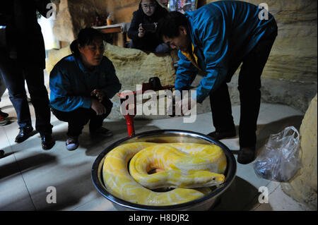 Qingdao, Qingdao, China. 10. November 2016.  Die Tierpfleger wiegen die burmesischen Python in Qingdao Wald Wildlife World in Qingdao, der ostchinesischen Provinz Shandong, 10. November 2016. Die burmesischen Python ist ca. 42 kg Gewicht. Burmesische Python, auch bekannt als Python Bivittatus, gehört zu den fünf größten Arten von Schlangen in der Welt. Es stammt aus einer großen Variation von Tropic und subtropischer Gebiete Süd-und Südost-Asien. Inder verehren oft es als Gott. © SIPA Asien/ZUMA Draht/Alamy Live-Nachrichten Stockfoto