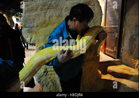 Qingdao, Qingdao, China. 10. November 2016.  Der Tierhalter nimmt die burmesischen Python zu seiner "Wohnheim" in Qingdao Wald Wildlife World in Qingdao, der ostchinesischen Provinz Shandong, 10. November 2016. Die burmesischen Python ist ca. 42 kg Gewicht. Burmesische Python, auch bekannt als Python Bivittatus, gehört zu den fünf größten Arten von Schlangen in der Welt. Es stammt aus einer großen Variation von Tropic und subtropischer Gebiete Süd-und Südost-Asien. Inder verehren oft es als Gott. © SIPA Asien/ZUMA Draht/Alamy Live-Nachrichten Stockfoto