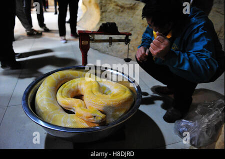 Qingdao, Qingdao, China. 10. November 2016.  Die Tierpfleger wiegt die burmesischen Python bei Qingdao Wald Wildlife World in Qingdao, der ostchinesischen Provinz Shandong, 10. November 2016. Die burmesischen Python ist ca. 42 kg Gewicht. Burmesische Python, auch bekannt als Python Bivittatus, gehört zu den fünf größten Arten von Schlangen in der Welt. Es stammt aus einer großen Variation von Tropic und subtropischer Gebiete Süd-und Südost-Asien. Inder verehren oft es als Gott. © SIPA Asien/ZUMA Draht/Alamy Live-Nachrichten Stockfoto