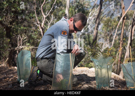 (161111)--SYDNEY, 11. November 2016 (Xinhua)--Parkwächter Jamie Salijevic prüft Pflanzen in die Blue Mountains National Park im Bundesstaat New South Wales, Australien, 25. Oktober 2016. Vier Prozent des australischen Kontinents ist geschützt, für die Erhaltung, umfasste innerhalb von etwas mehr als 500 Nationalparks oder rund 28 Millionen Hektar Land. Die meisten Nationalparks werden von Australiens Staat und Territorium Regierungen--Staaten haften für Landmanagement unter Australiens Verfassung--obwohl die Commonwealth-Regierung nach sechs Nationalparks, die National Botanic Gardens und 58 individuelle sieht Stockfoto