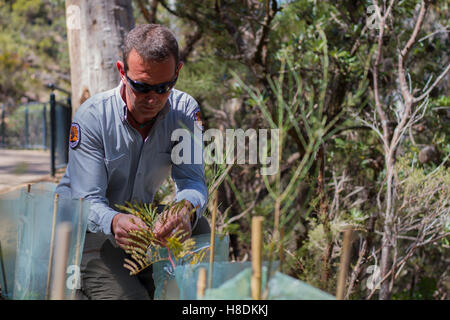 (161111)--SYDNEY, 11. November 2016 (Xinhua)--Parkwächter Jamie Salijevic prüft Pflanzen in die Blue Mountains National Park im Bundesstaat New South Wales, Australien, 25. Oktober 2016. Vier Prozent des australischen Kontinents ist geschützt, für die Erhaltung, umfasste innerhalb von etwas mehr als 500 Nationalparks oder rund 28 Millionen Hektar Land. Die meisten Nationalparks werden von Australiens Staat und Territorium Regierungen--Staaten haften für Landmanagement unter Australiens Verfassung--obwohl die Commonwealth-Regierung nach sechs Nationalparks, die National Botanic Gardens und 58 individuelle sieht Stockfoto