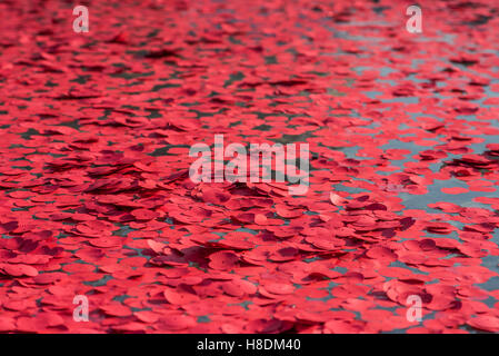 London, UK. 11. November 2016. Kränze und Mohn sind von Schülern und Familienmitglieder als Zeichen des Gedenkens - Stille in den quadratischen Oraganised von der British Legion in London Trafalgar Square - 11. November 2016, in den Brunnen geworfen. Bildnachweis: Guy Bell/Alamy Live-Nachrichten Stockfoto