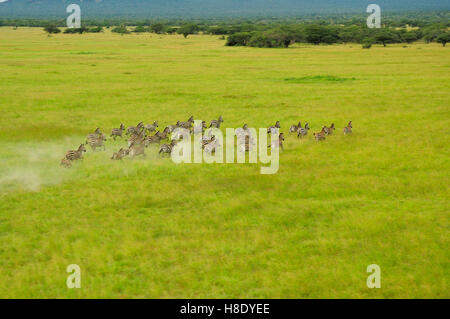 Herde Zebras jagen über die Prärie der Massai-Steppe, Tansania (Luftbild) Stockfoto