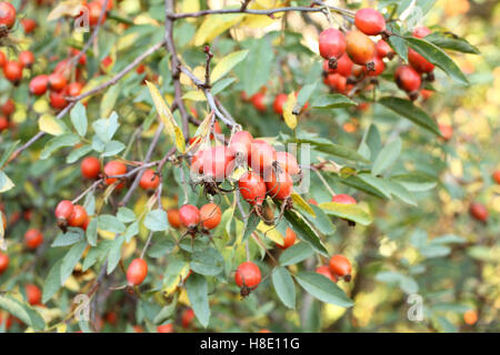 Frühherbst - Reife wilde Hagebutten auf bush Stockfoto