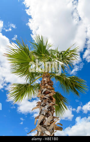 Palme gegen blauen Himmel mit weißen Wolken in hellem Sonnenlicht am Tag Stockfoto