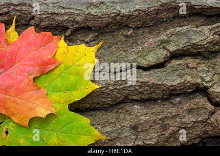 Zwei im Herbst bunten Ahornblätter, Rest nebeneinander auf einem gerissenen sterbenden Baumstamm. Stockfoto