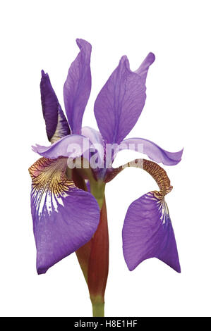 Lila Sibirische Schwertlilie (Iris Sibirica L.) Makro Nahaufnahme, isoliert Stockfoto