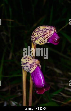 Aeginetia Indica L. ist eine Heilpflanze. Ein Großteil der Fläche ist ziemlich feucht im Wald. Stockfoto