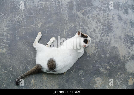 weiße Katze auf Betonboden, Draufsicht Tier auf Hintergrund Stockfoto
