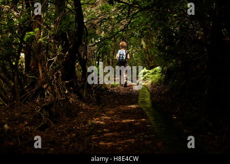 Junge Frau, die zu Fuß durch den schattigen Lorbeerwald entlang der Levada Dos Cedros, Madeira, Portugal Stockfoto