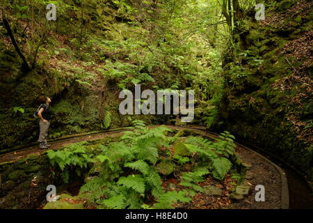 Junge weibliche Wanderer auf der Suche in den Lorbeerwald bei einem Spaziergang entlang der Levada Dos Cedros, Madeira, Portugal Stockfoto