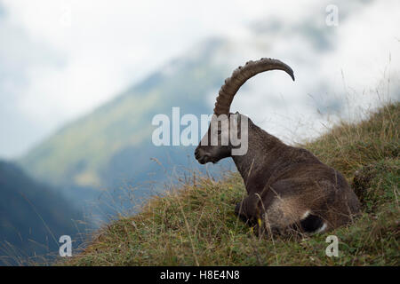 Steinbock / Alpensteinbock (Capra Ibex) ruht in Rasen, Grübeln, umgeben von wilden Hochgebirge, Schweizer Alpen. Stockfoto