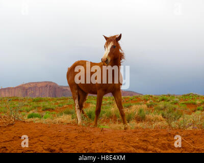 Wildpferde in Monument Valley Stockfoto