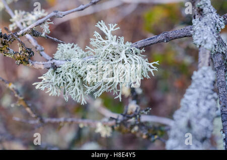 FORET DE STE BAUME, LICHEN, VAR 83 FRANKREICH Stockfoto