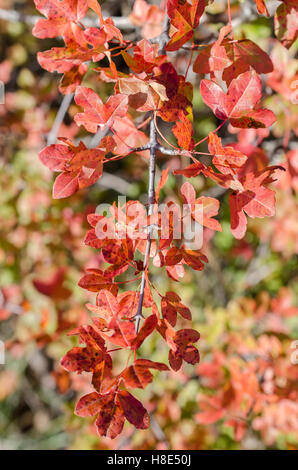 FORET DE STE BAUME, ERTABLE DE MONTPELLIER, VAR FRANCE 83 Stockfoto