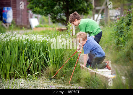 Teich Eintauchen im The Golden Hill Community Garden in Bristol, Großbritannien Stockfoto