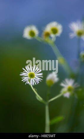 Buschige Aster, winzigen weißen Wildblumen Stockfoto