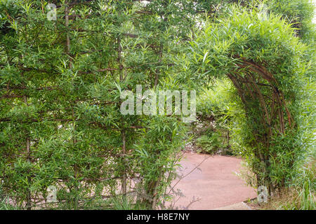 Wohn Weide salix viminalis Skulptur in voller Blätter, im Englischen Garten in der Queen Elizabeth Olympic Park, London, UK Stockfoto