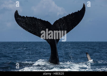 Ein Buckelwal wirft seine mächtigen Schweif aus dem Atlantischen Ozean. Stockfoto