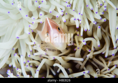 Ein rosa Anemonenfische (Amphiprion Perideraion) schwimmt unter den gebleichten Tentakeln seine Host-Anemone an einem Korallenriff in Indonesien. Stockfoto