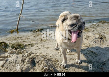 Spaß im Alter von Mops mit Leine steht baumelt an einer Seite seiner langen rosa Zunge im Sonnenlicht auf Sand in der Nähe von Rand von Flusswasser. Stockfoto