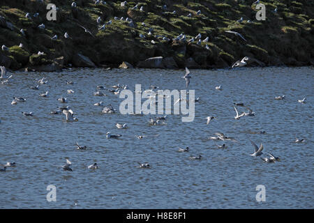 Küstenseeschwalbe (Sterna Paradisaea) und Dreizehenmöwen (Rissa Tridactyla) an einem Süßwasser-Pool, Insel Grimsey, Nord-Ost-Island. Stockfoto