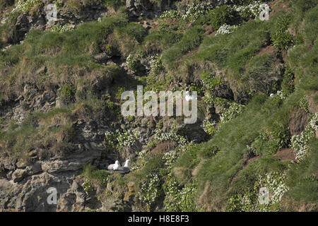 Fulmar (Fulmarus Cyclopoida) nisten auf einer Klippe, Insel Grimsey, Nord-Ost-Island. Stockfoto