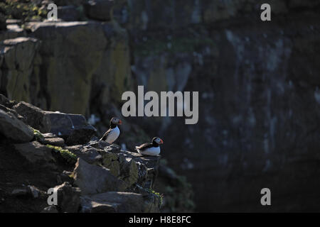 Papageientaucher (Fratercula Arctica) auf einer felsigen Klippe, Insel Grimsey, Nord-Ost-Island. Stockfoto