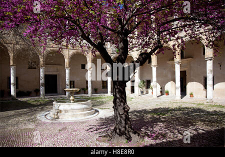 Ein Judas-Baum mit Blüten in den Kreuzgängen der Palast von Los Ribera in Bornos, Spanien Stockfoto