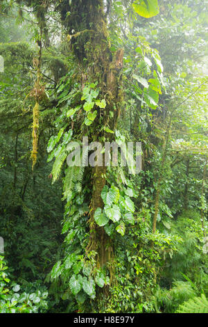 Nebligen Regenwald von Monteverde Nebelwald Reservat Stockfoto