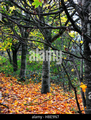 Trees in autumn with leaves on the ground. Stockfoto